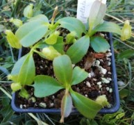 Nepenthes peltata x truncata RF (seedling)